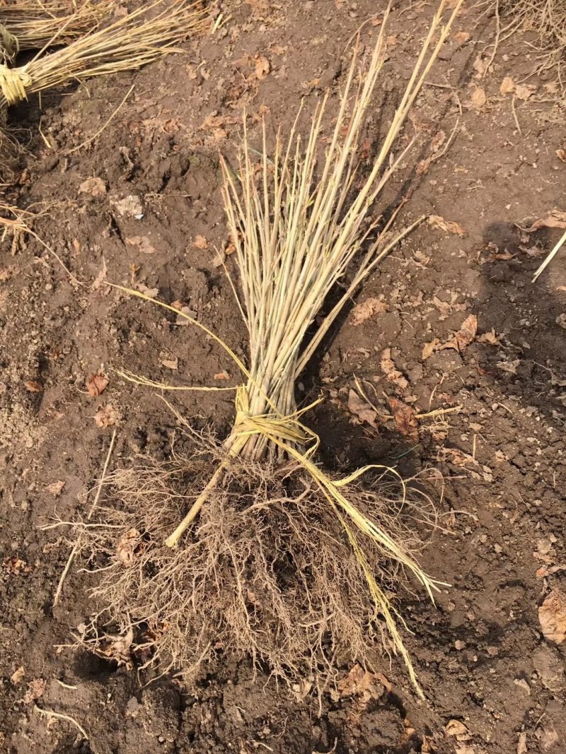 东北连翘苗连翘花药用连翘一手货源产地直发