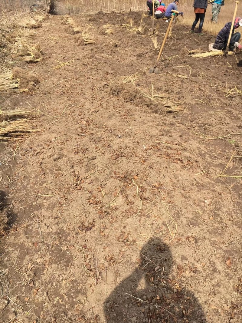 东北连翘苗连翘花药用连翘一手货源产地直发