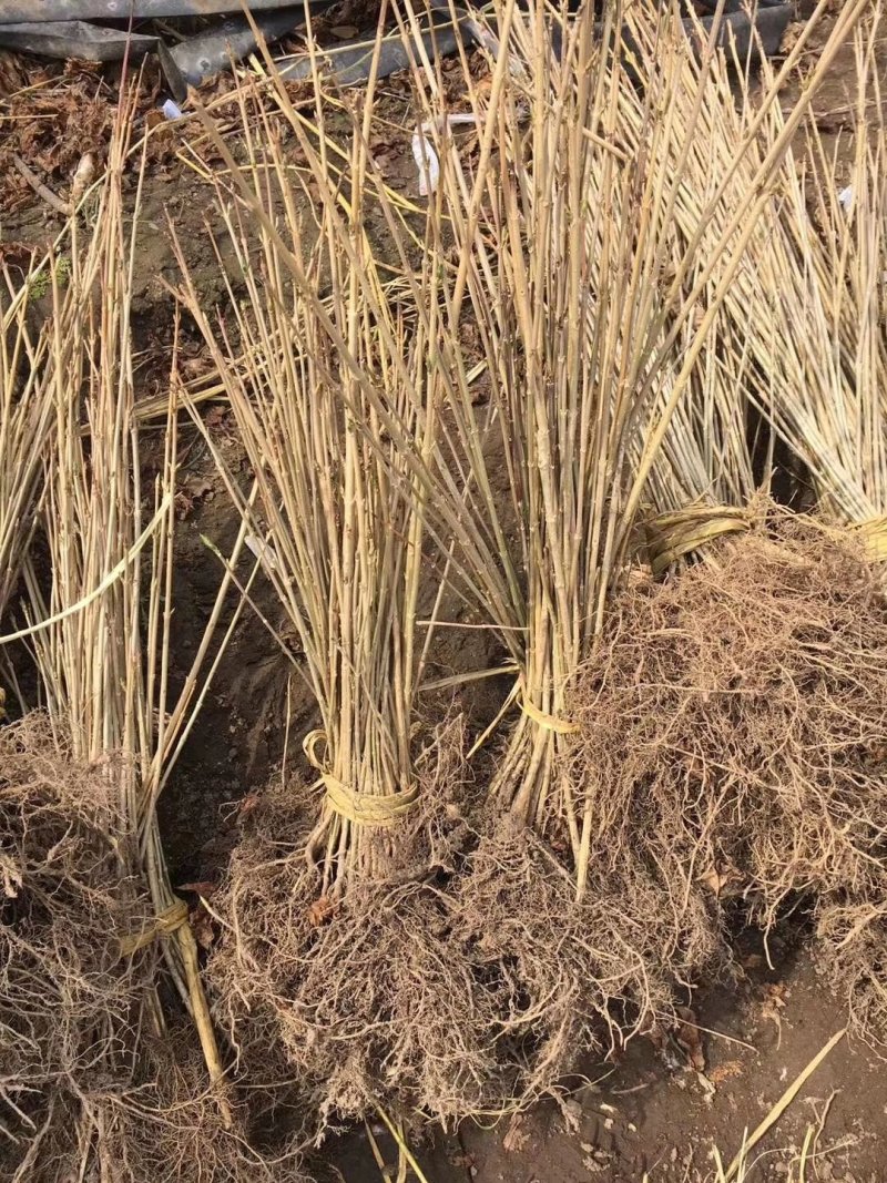东北连翘苗连翘花药用连翘一手货源产地直发