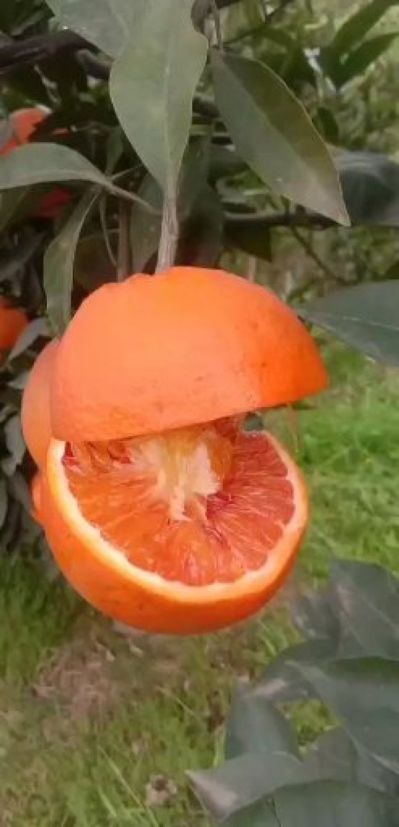 四川资中塔罗科血橙，自产自销，货量充足，大量供应价格从优