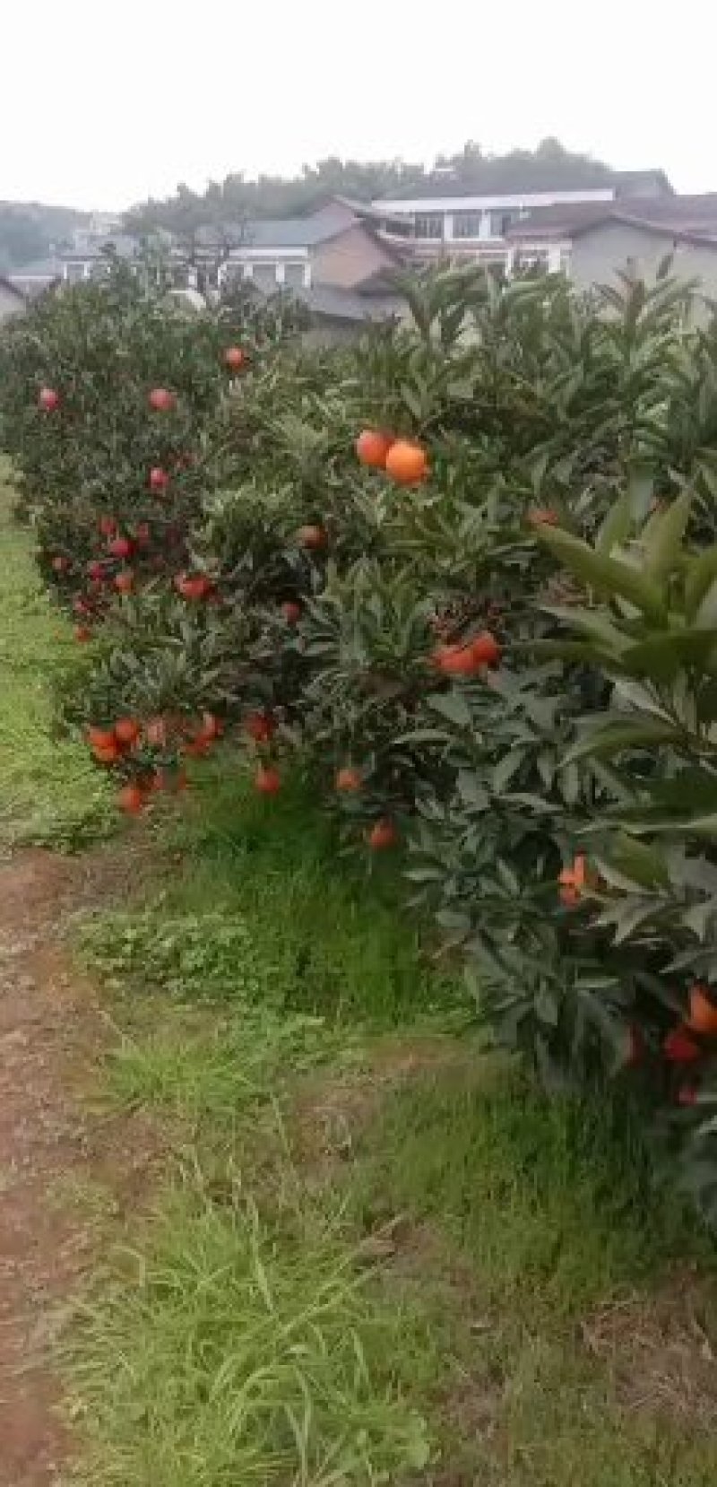 四川资中塔罗科血橙，自产自销，货量充足，大量供应价格从优