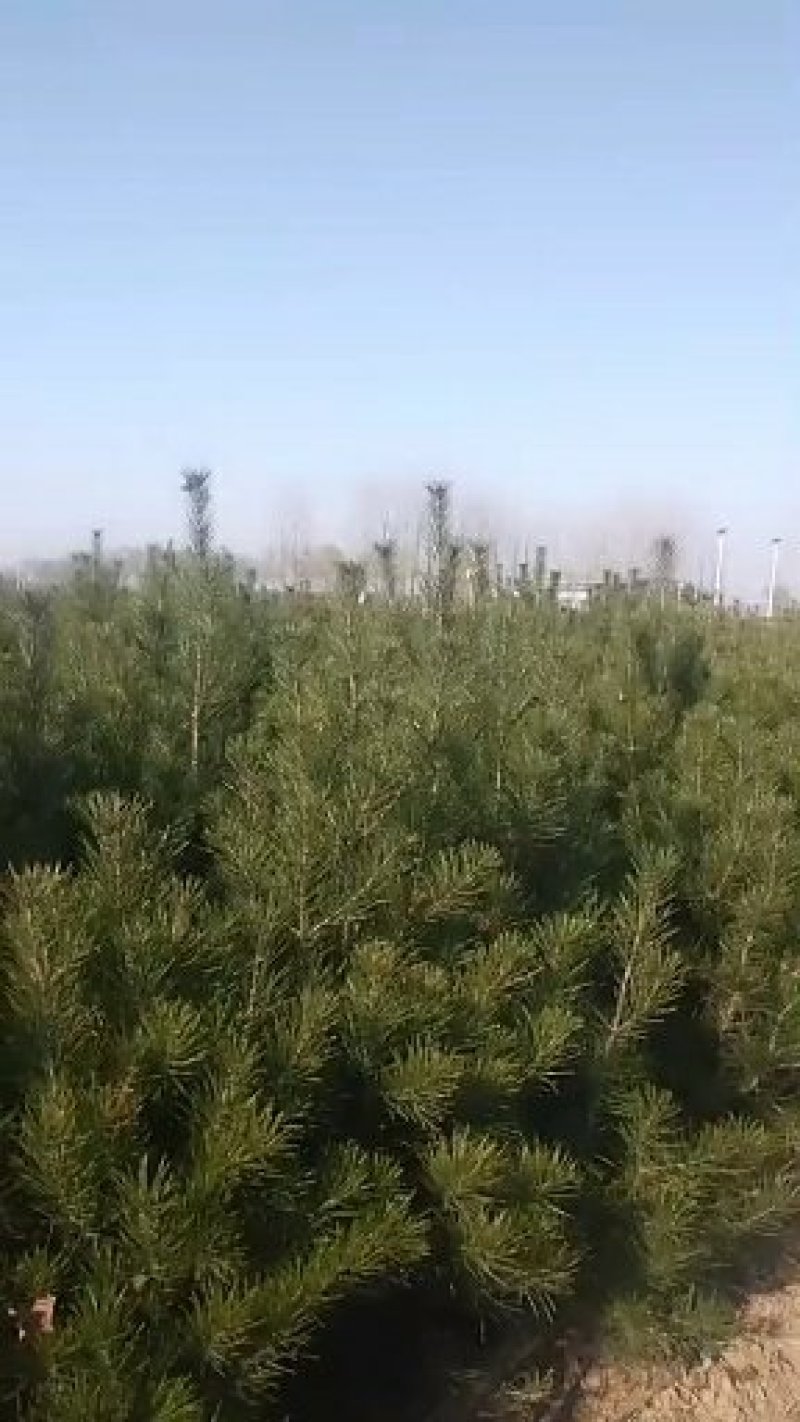 我这里有白皮松3亩