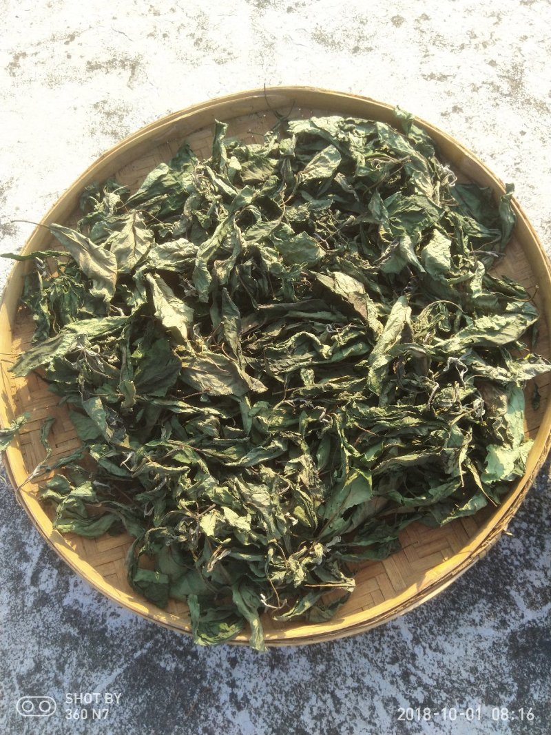 自然晒干的南非叶