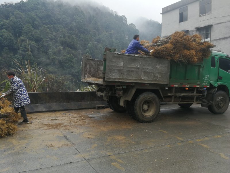 供应优质黄柏苗地径0.7以上，高度70以上各种树苗