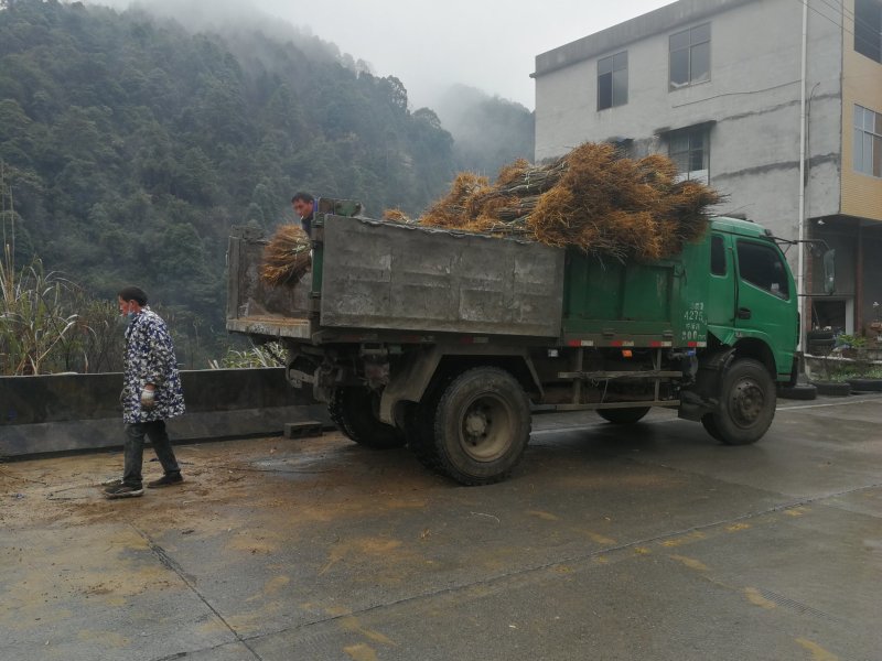 供应优质黄柏苗地径0.7以上，高度70以上各种树苗