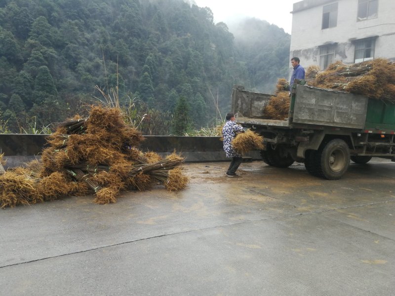 供应优质黄柏苗地径0.7以上，高度70以上各种树苗