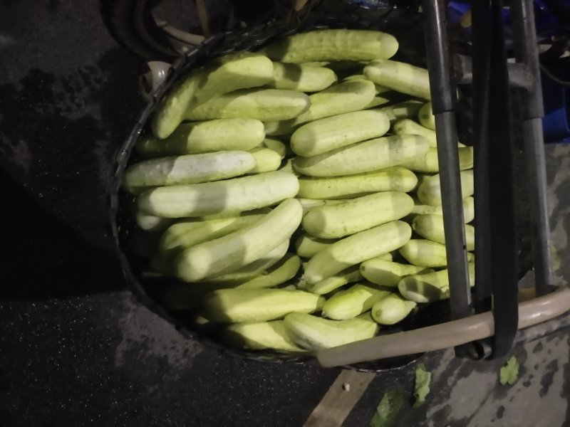 黄瓜新鲜黄瓜蔬菜带刺青瓜脆嫩孕妇生吃水果