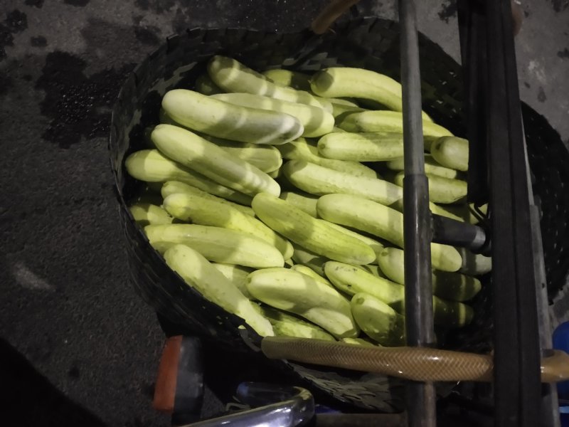 黄瓜新鲜黄瓜蔬菜带刺青瓜脆嫩孕妇生吃水果