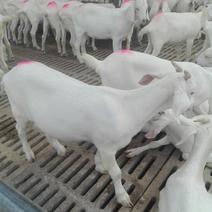 羊羔，纯种白山羊，美国大白山羊孕羊，种羊繁殖多，包送货