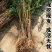 【极早520红脆桃】新品种嫁接桃树苗盆栽地栽南北种植