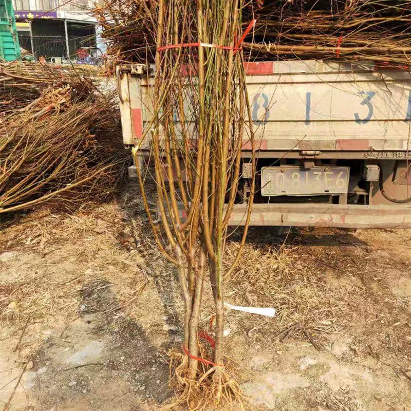 【极早520红脆桃】新品种嫁接桃树苗盆栽地栽南北种植