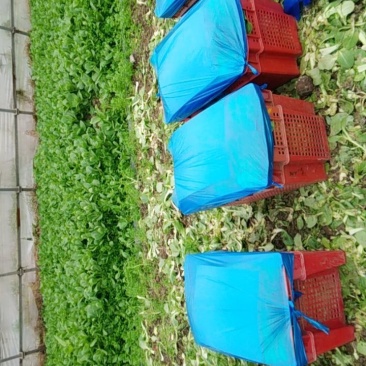 专业菜苔小王
