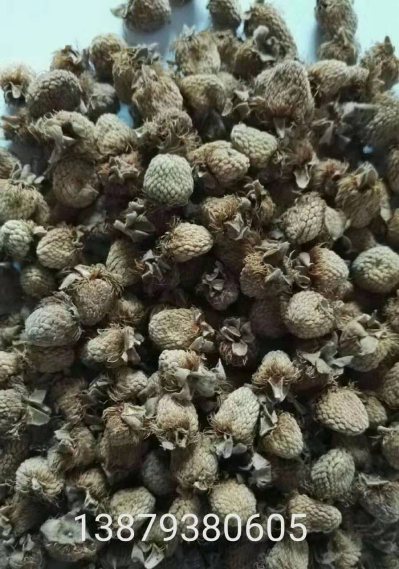 掌叶覆盆子红树莓种苗基地直供