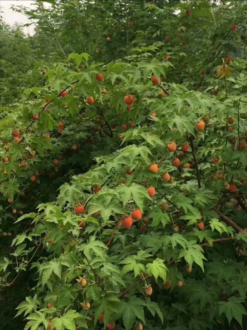 掌叶覆盆子红树莓种苗基地直供