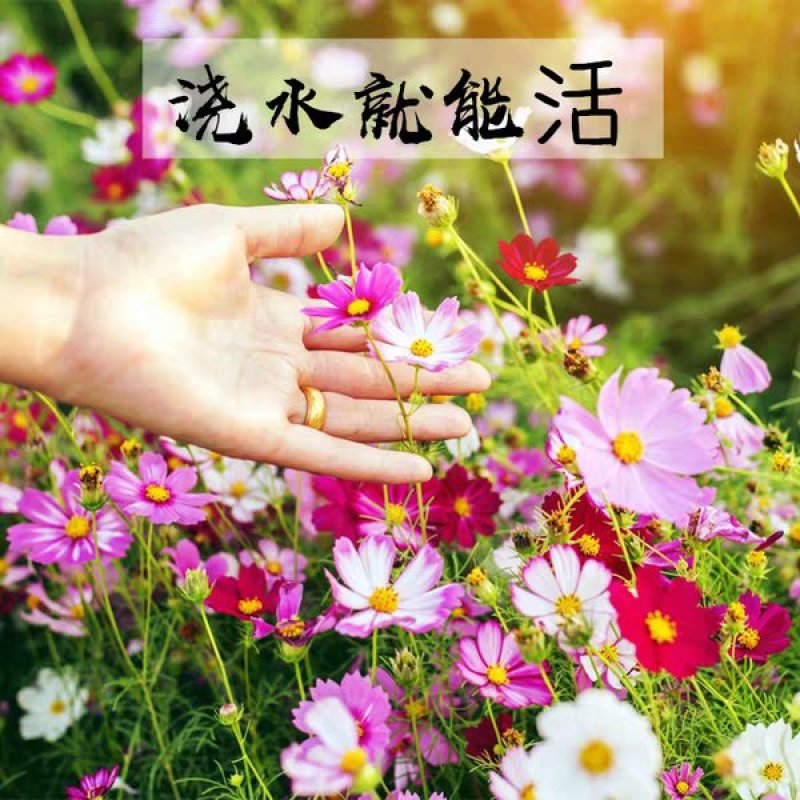 波斯菊种子格桑花种子室外四季开花易活庭院七彩花卉种子花种