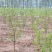 【黑石榴苗】新品种树苗嫁接软籽石榴苗南方北方种植地栽盆栽