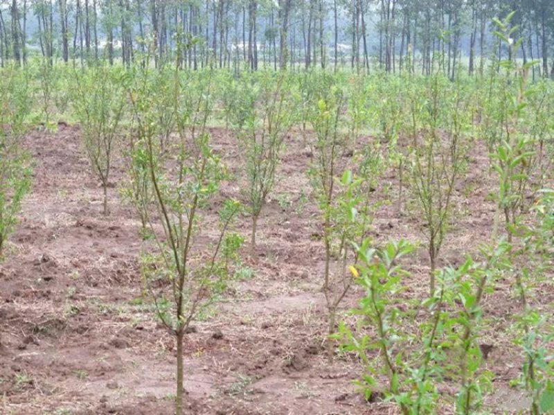 【黑石榴苗】新品种树苗嫁接软籽石榴苗南方北方种植地栽盆栽