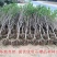 【黑石榴苗】新品种树苗嫁接软籽石榴苗南方北方种植地栽盆栽