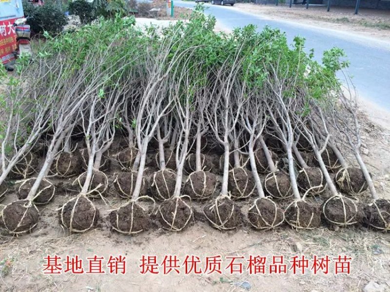 【黑石榴苗】新品种树苗嫁接软籽石榴苗南方北方种植地栽盆栽