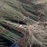 【黑石榴苗】新品种树苗嫁接软籽石榴苗南方北方种植地栽盆栽