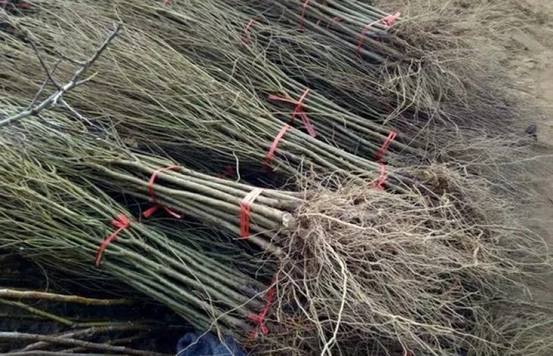 【黑石榴苗】新品种树苗嫁接软籽石榴苗南方北方种植地栽盆栽