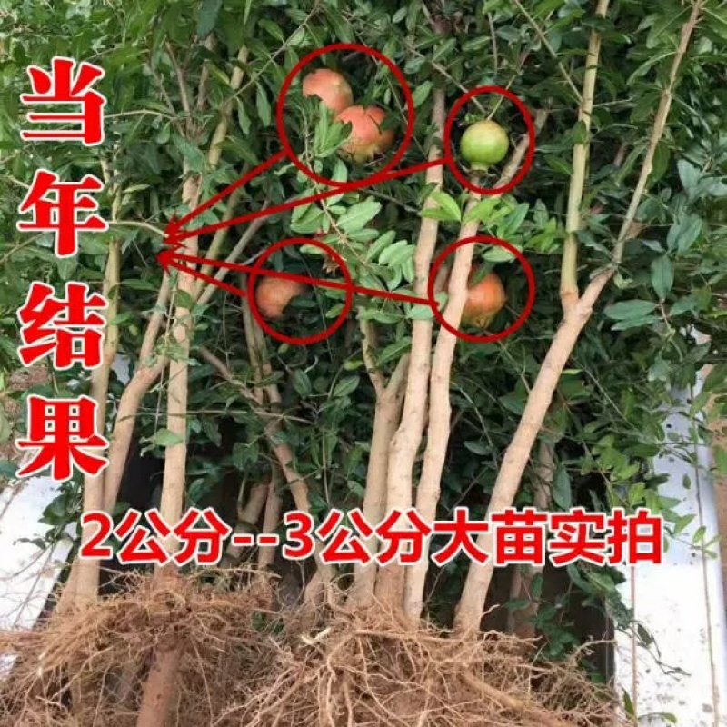 【黑石榴苗】新品种树苗嫁接软籽石榴苗南方北方种植地栽盆栽