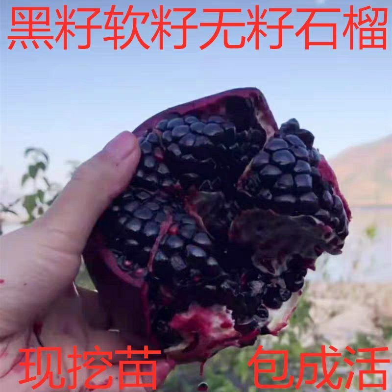 【黑石榴苗】新品种树苗嫁接软籽石榴苗南方北方种植地栽盆栽