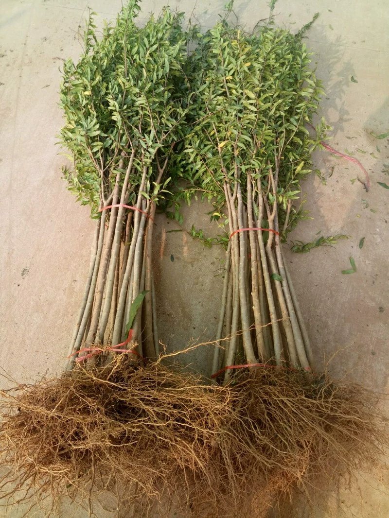 【黑石榴苗】新品种树苗嫁接软籽石榴苗南方北方种植地栽盆栽