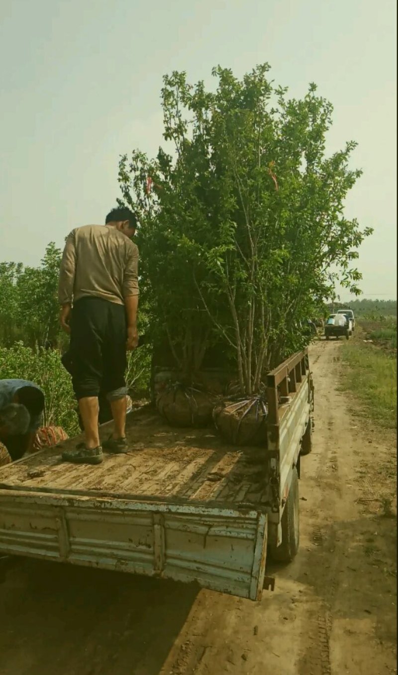 丛生花石榴多杆花石榴