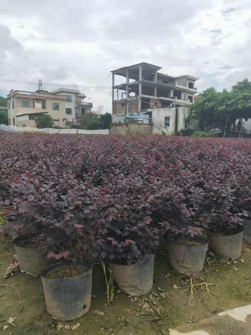 红花继木大杯色块地被苗