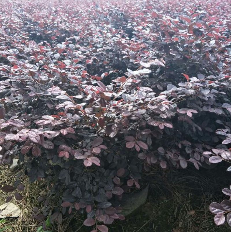 红花继木大杯色块地被苗