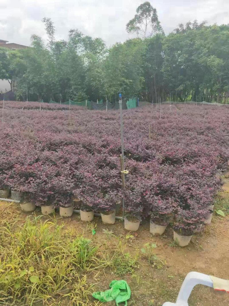 红花檵木大杯苗容器苗钵苗
