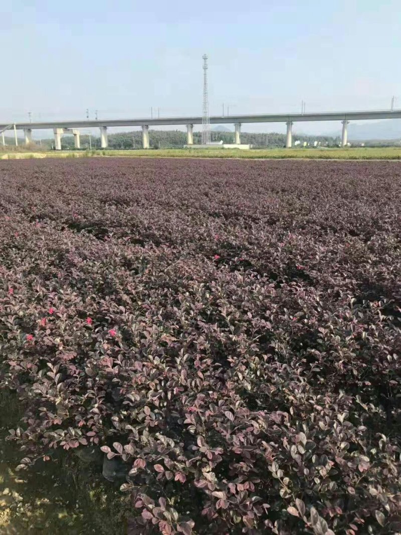 红花檵木大杯苗容器苗钵苗