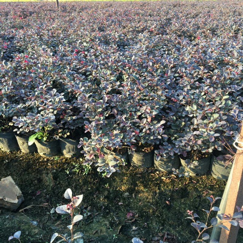 红花檵木大杯苗容器苗钵苗