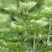 野生新鲜艾草苗艾草驱蚊房间用大叶香艾泡脚洗澡艾叶苗种子