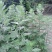 野生新鲜艾草苗艾草驱蚊房间用大叶香艾泡脚洗澡艾叶苗种子