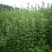 野生新鲜艾草苗艾草驱蚊房间用大叶香艾泡脚洗澡艾叶苗种子