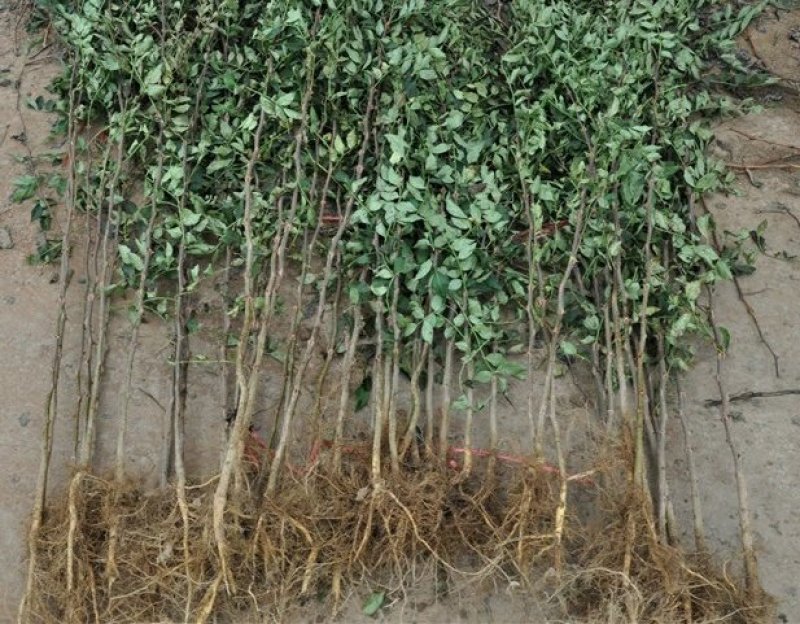 九叶青花椒苗树盆栽当年结果食用四川藤椒苗大红袍麻椒地栽