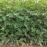 九叶青花椒苗树盆栽当年结果食用四川藤椒苗大红袍麻椒地栽