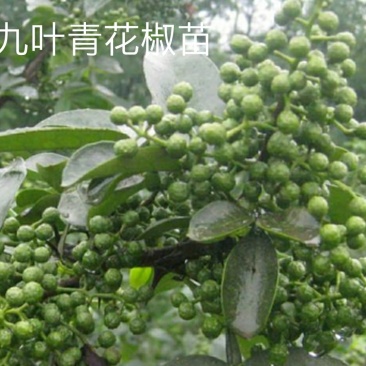 九叶青花椒苗树盆栽当年结果食用四川藤椒苗大红袍麻椒地栽