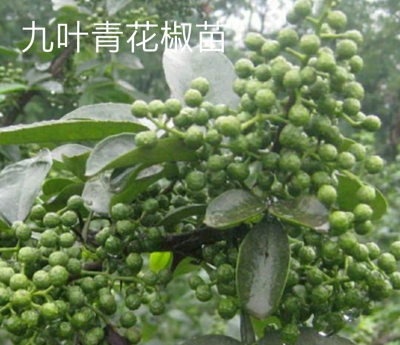 九叶青花椒苗树盆栽当年结果食用四川藤椒苗大红袍麻椒地栽