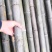 香蕉竹