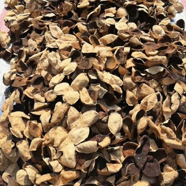 十年老果树陈皮，农家生哂新会大红皮