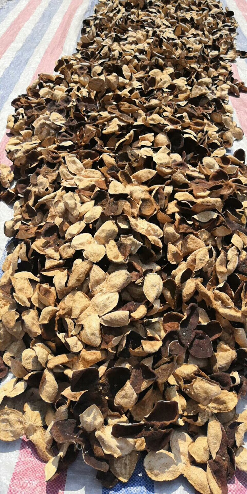十年老果树陈皮，农家生哂新会大红皮