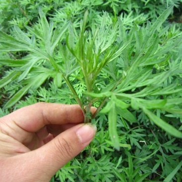 野生新鲜艾草苗艾草驱蚊房间用大叶香艾泡脚洗澡艾叶苗种子