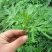 野生新鲜艾草苗艾草驱蚊房间用大叶香艾泡脚洗澡艾叶苗种子