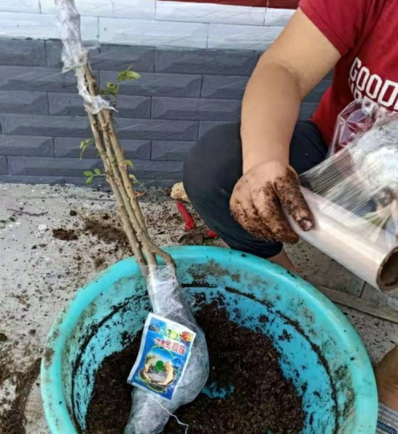 狮子头花椒树苗大红袍花椒苗麻椒树苗篱笆地栽结果南北种植
