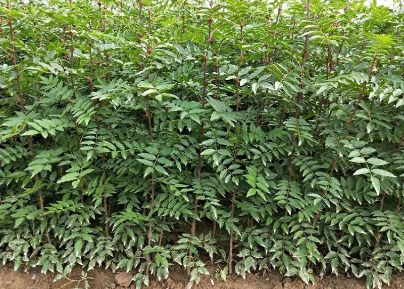 狮子头花椒树苗大红袍花椒苗麻椒树苗篱笆地栽结果南北种植