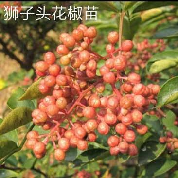 狮子头花椒树苗大红袍花椒苗麻椒树苗篱笆地栽结果南北种植