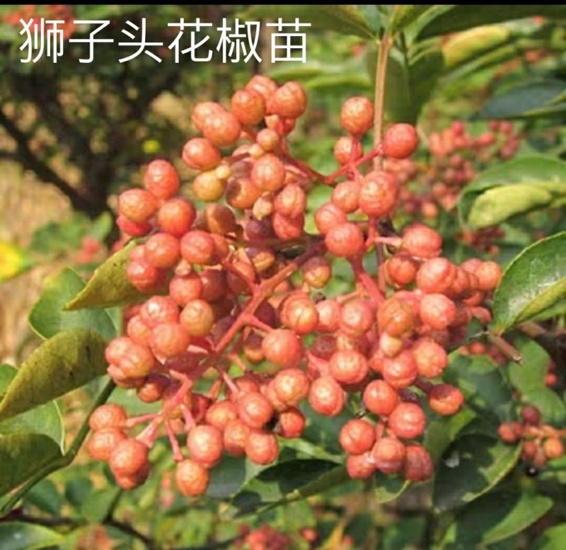 狮子头花椒树苗大红袍花椒苗麻椒树苗篱笆地栽结果南北种植